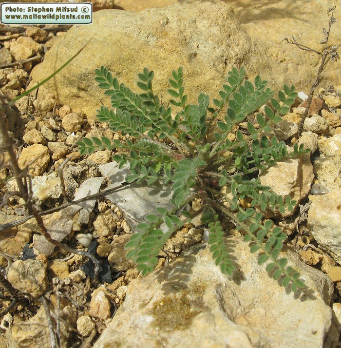 Astragalus sesameus (Smallflowered Milk Vetch) the online Flora of the